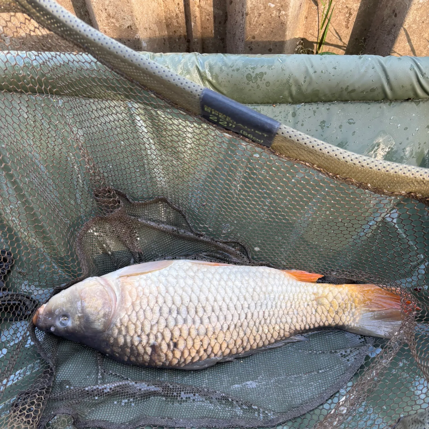 Common carp caught on Fishbrain