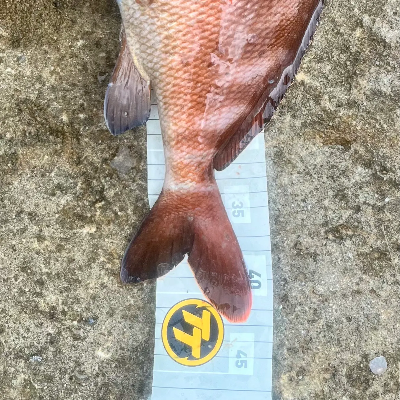 The most recent Red morwong catches on Fishbrain