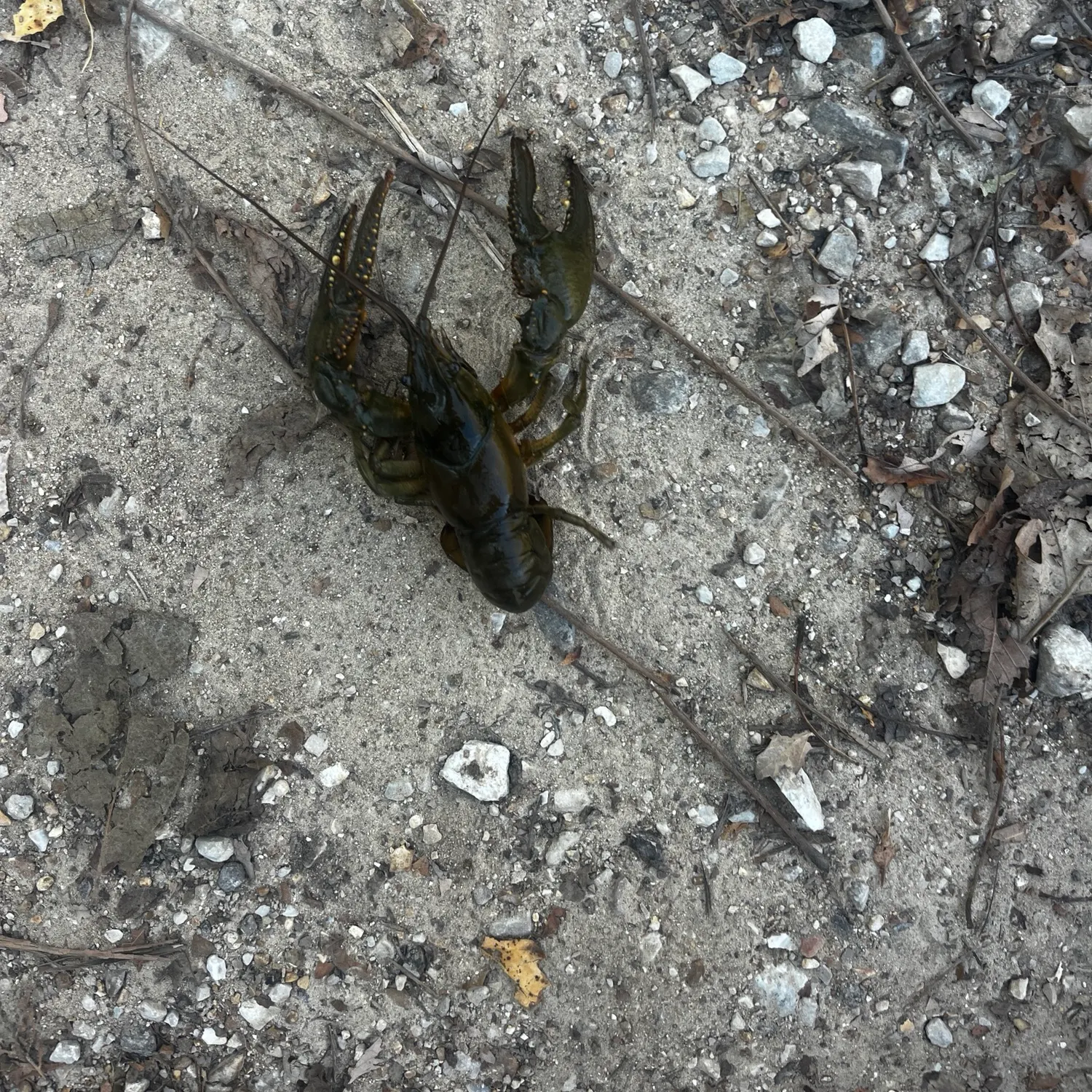 Signal crayfish caught on Fishbrain