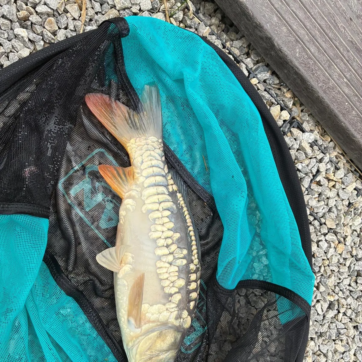 Mirror carp caught on Fishbrain