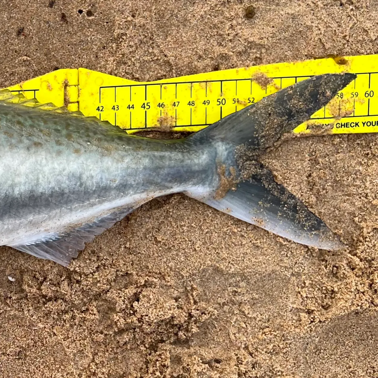Eastern Australian salmon caught on Fishbrain