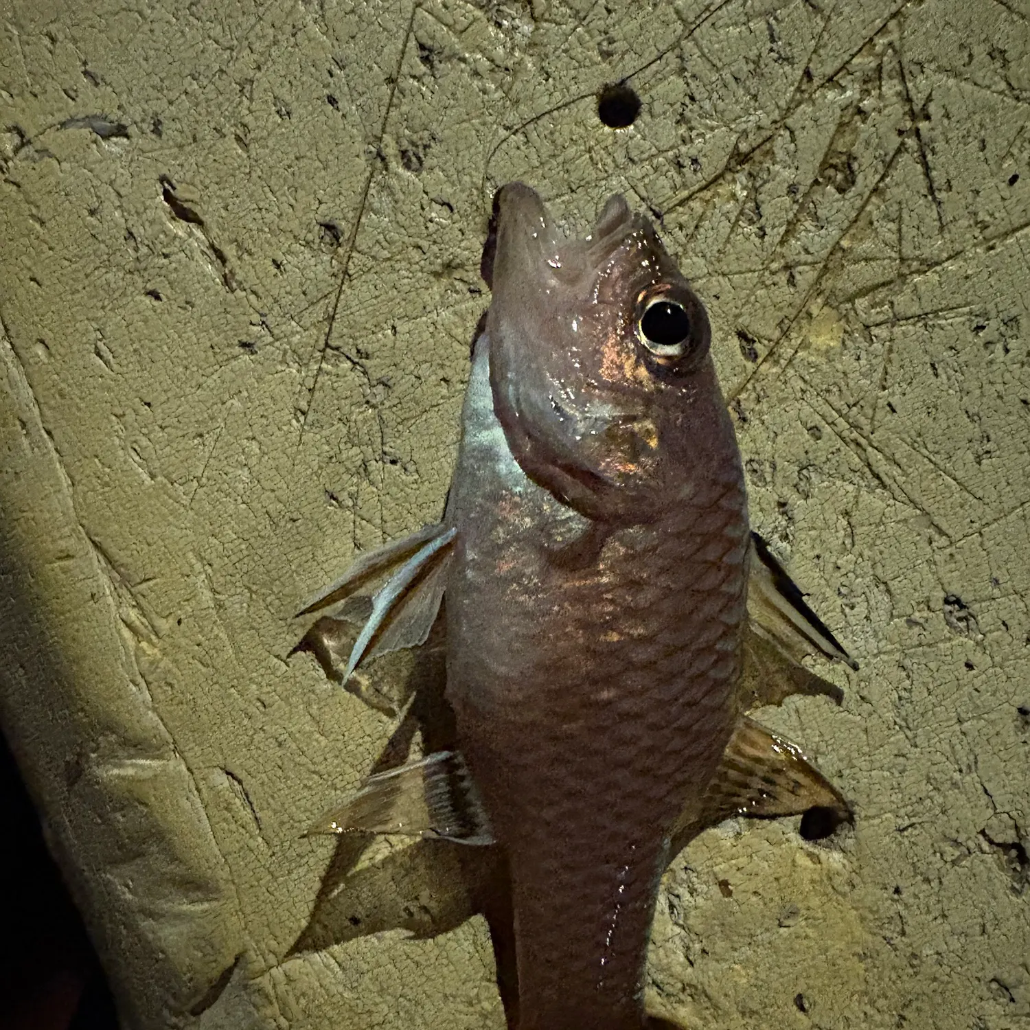The most recent Iridescent cardinalfish catches on Fishbrain
