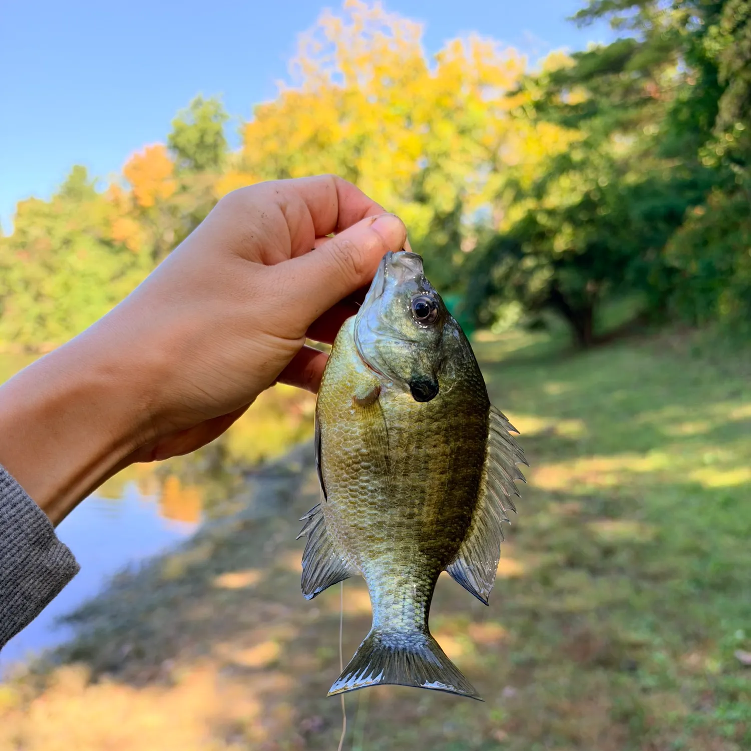 Bluegill caught on Fishbrain