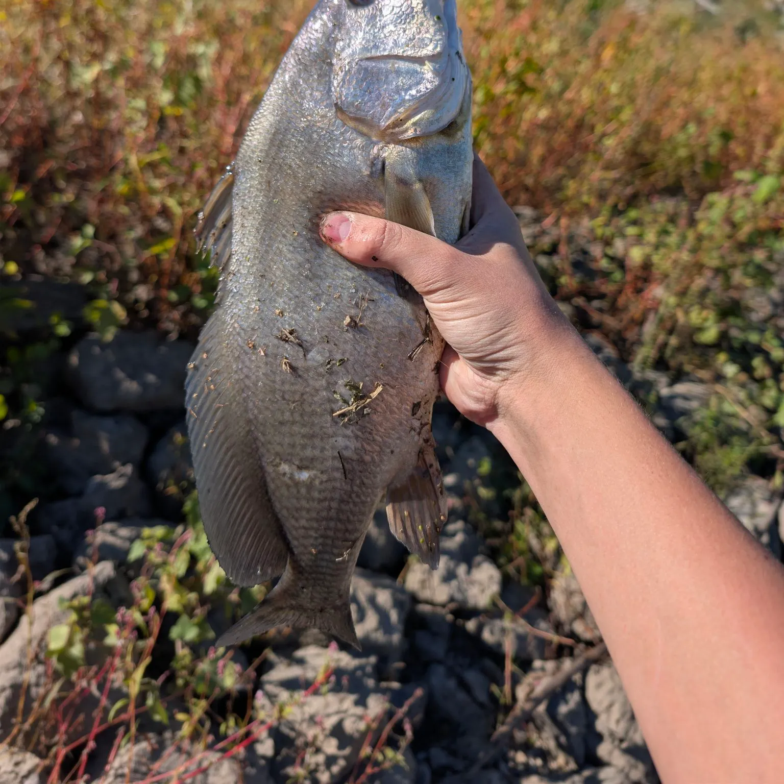 Freshwater drum caught on Fishbrain