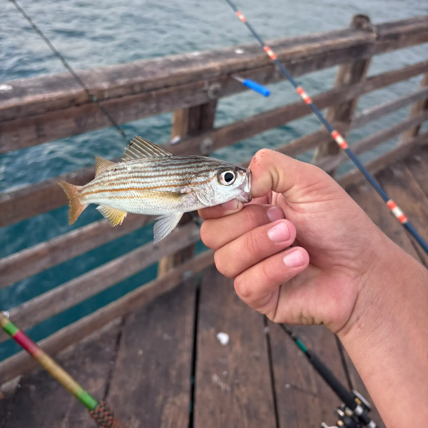 The most recent Californian salema catches on Fishbrain