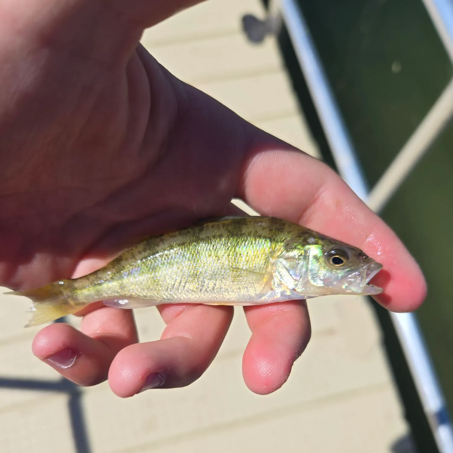 Yellow perch caught on Fishbrain