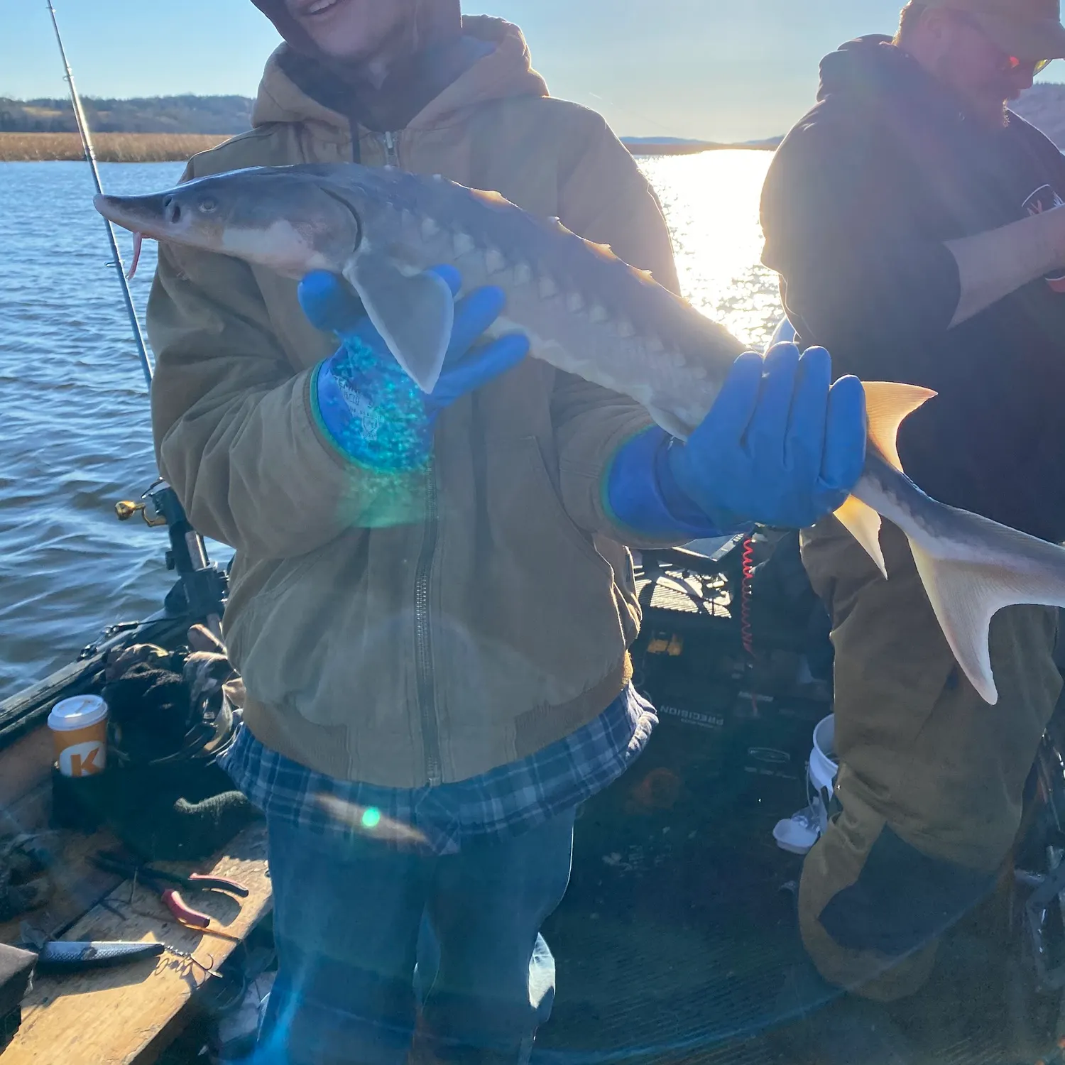 The most recent Shortnose sturgeon catches on Fishbrain