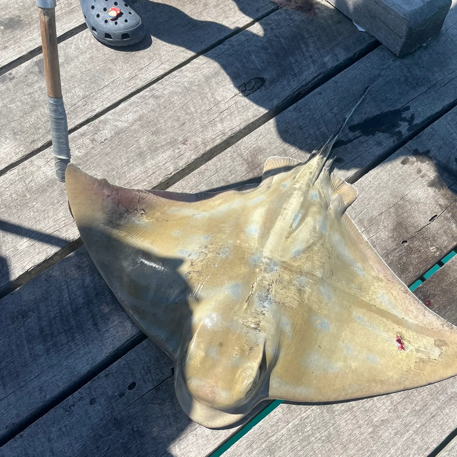 The most recent Australian bull ray catches on Fishbrain