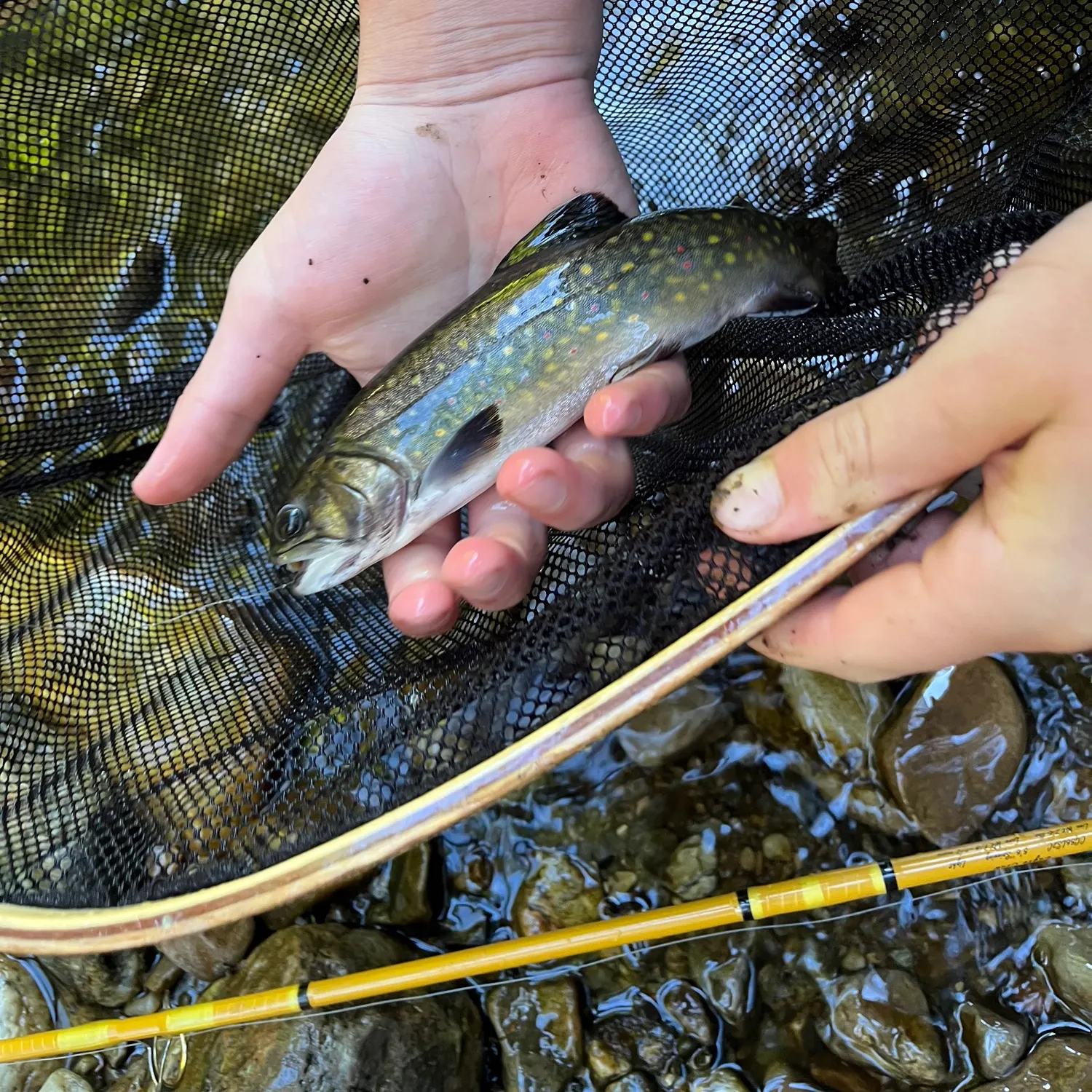 Brook trout caught on Fishbrain