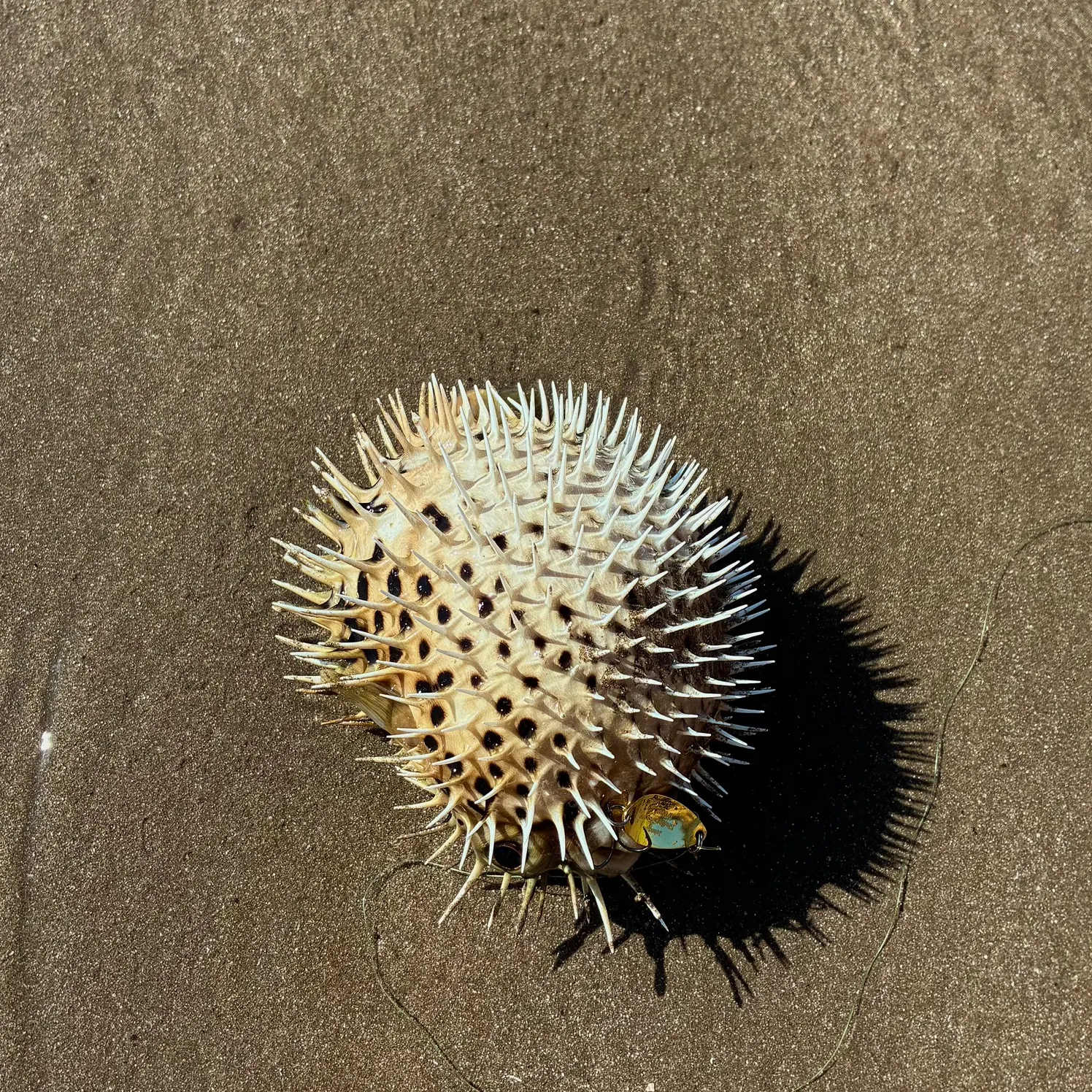 The most recent Spot-fin porcupinefish catches on Fishbrain