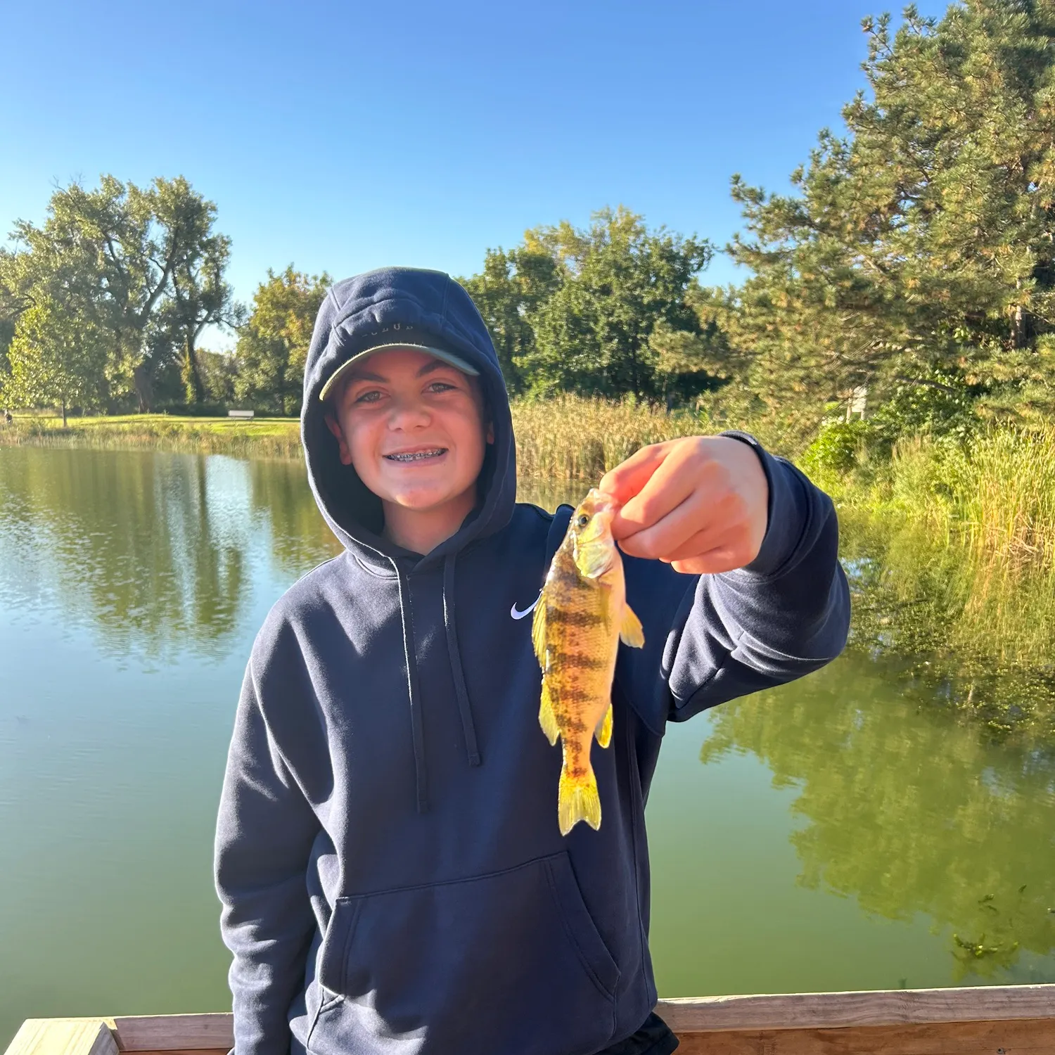 Yellow perch caught on Fishbrain