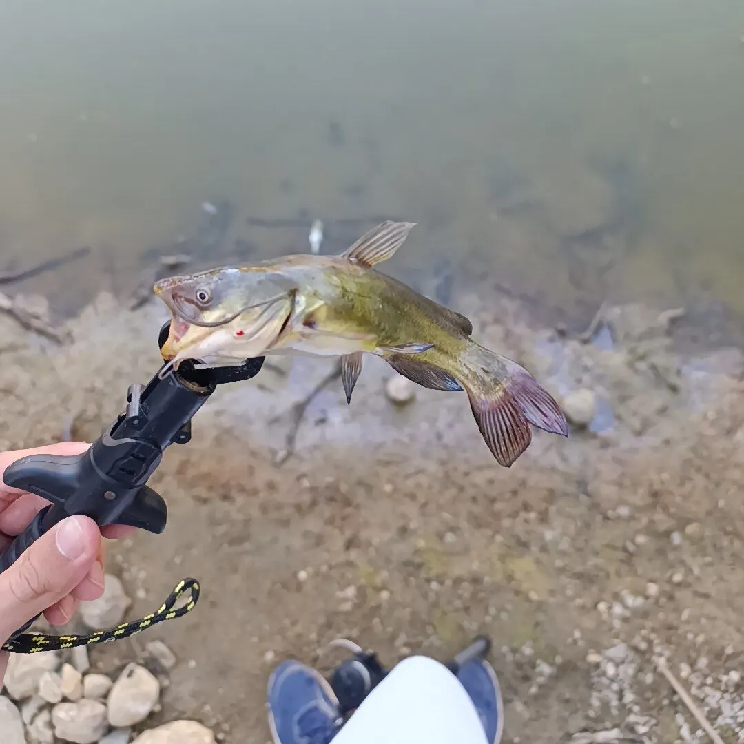 The most recent North African catfish catches on Fishbrain