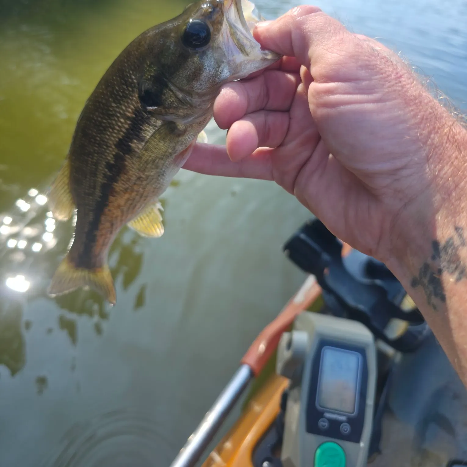 Spotted bass caught on Fishbrain