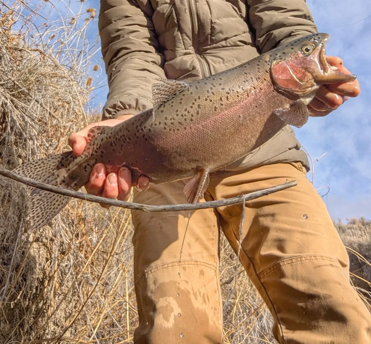 Great basin redband trout