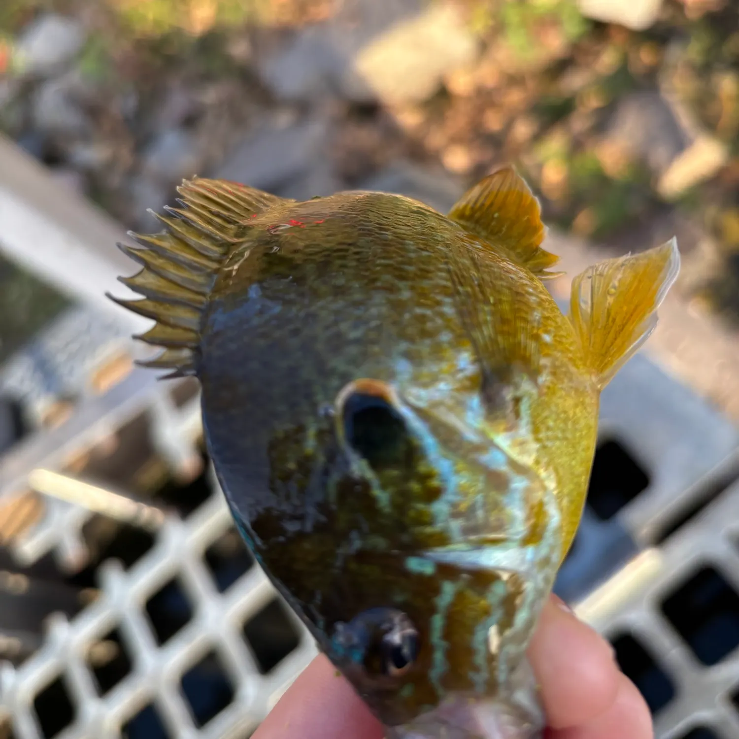 Pumpkinseed caught on Fishbrain