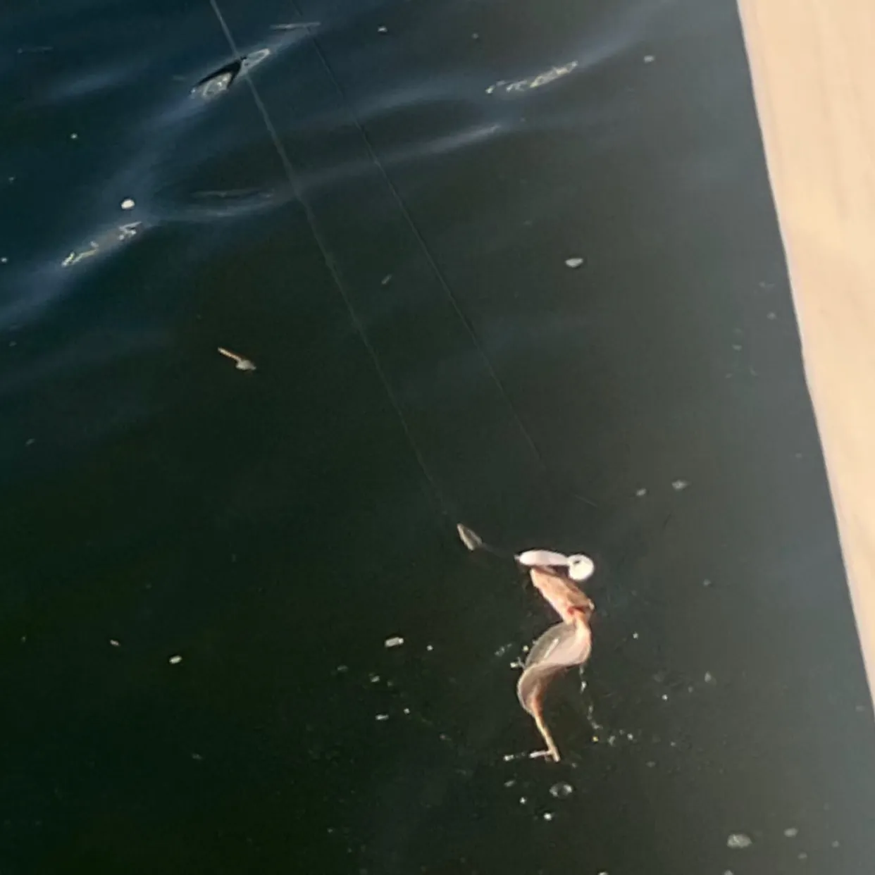 Summer flounder caught on Fishbrain