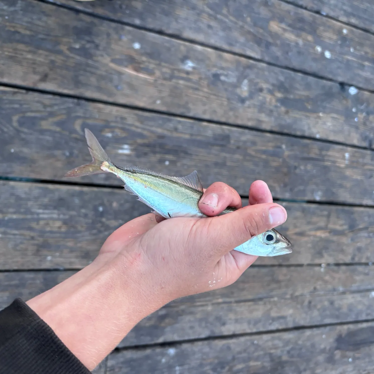 The most recent Pacific jack mackerel catches on Fishbrain