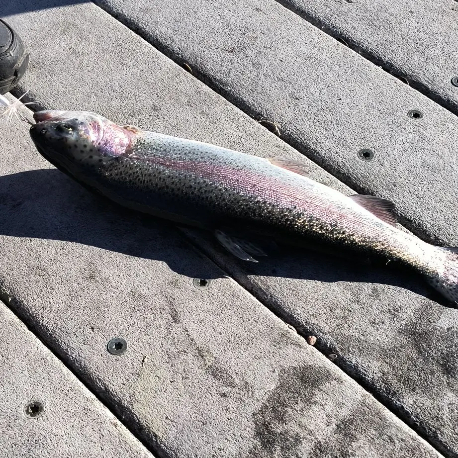 Rainbow trout caught on Fishbrain