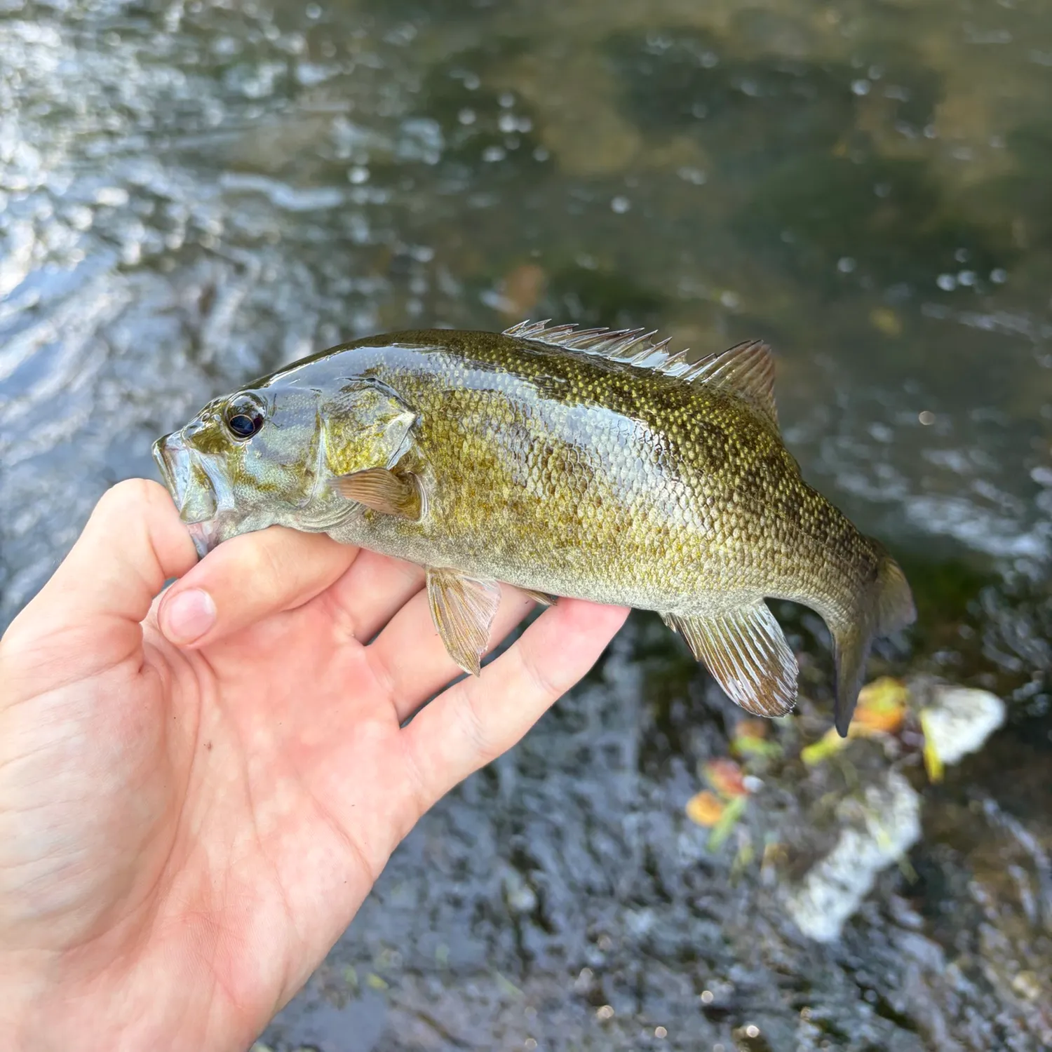 Smallmouth bass caught on Fishbrain
