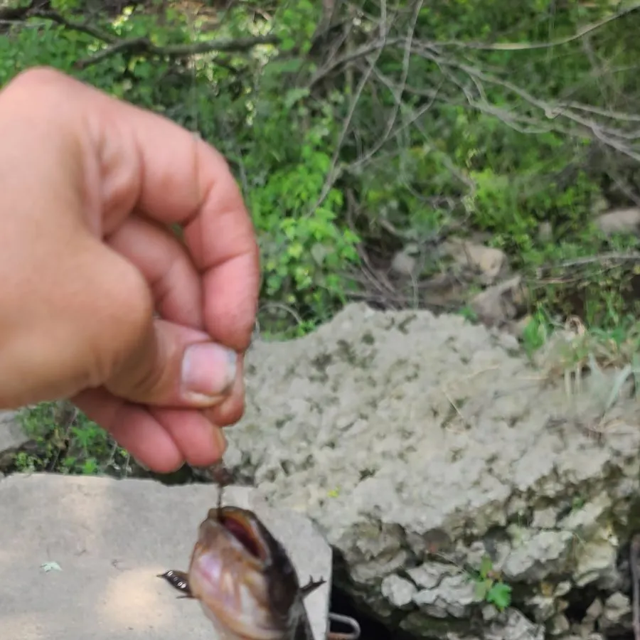 The most recent Black bullhead catches on Fishbrain
