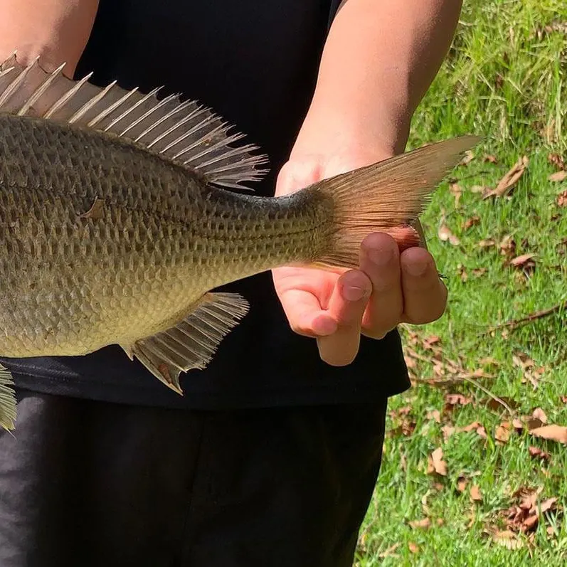 The most recent Southern black bream catches on Fishbrain