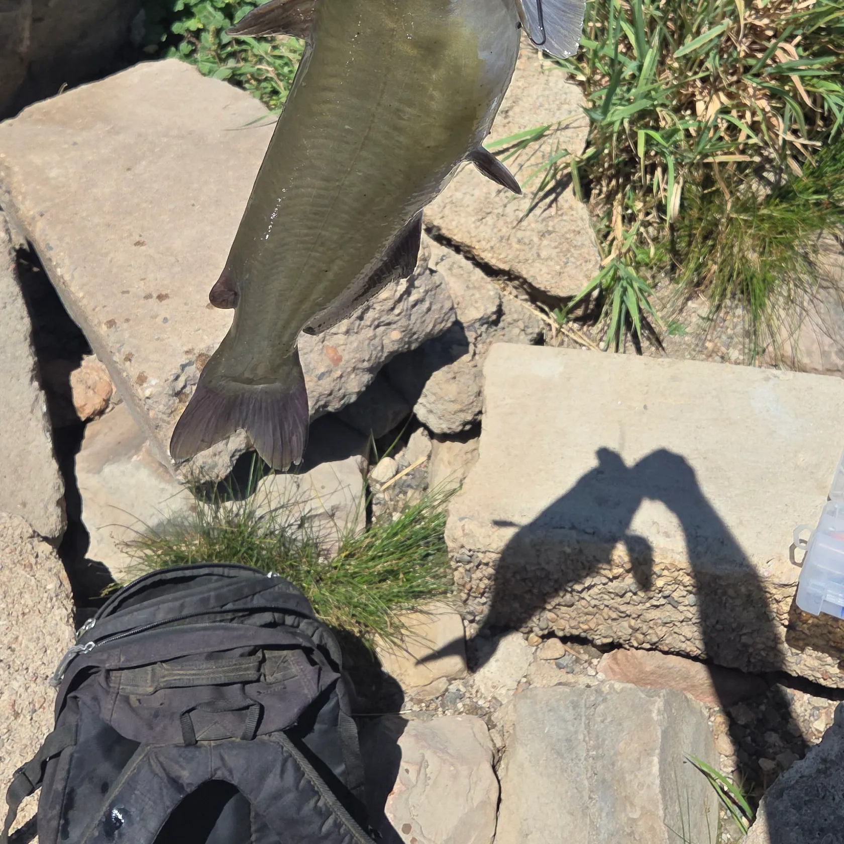 Channel catfish caught on Fishbrain