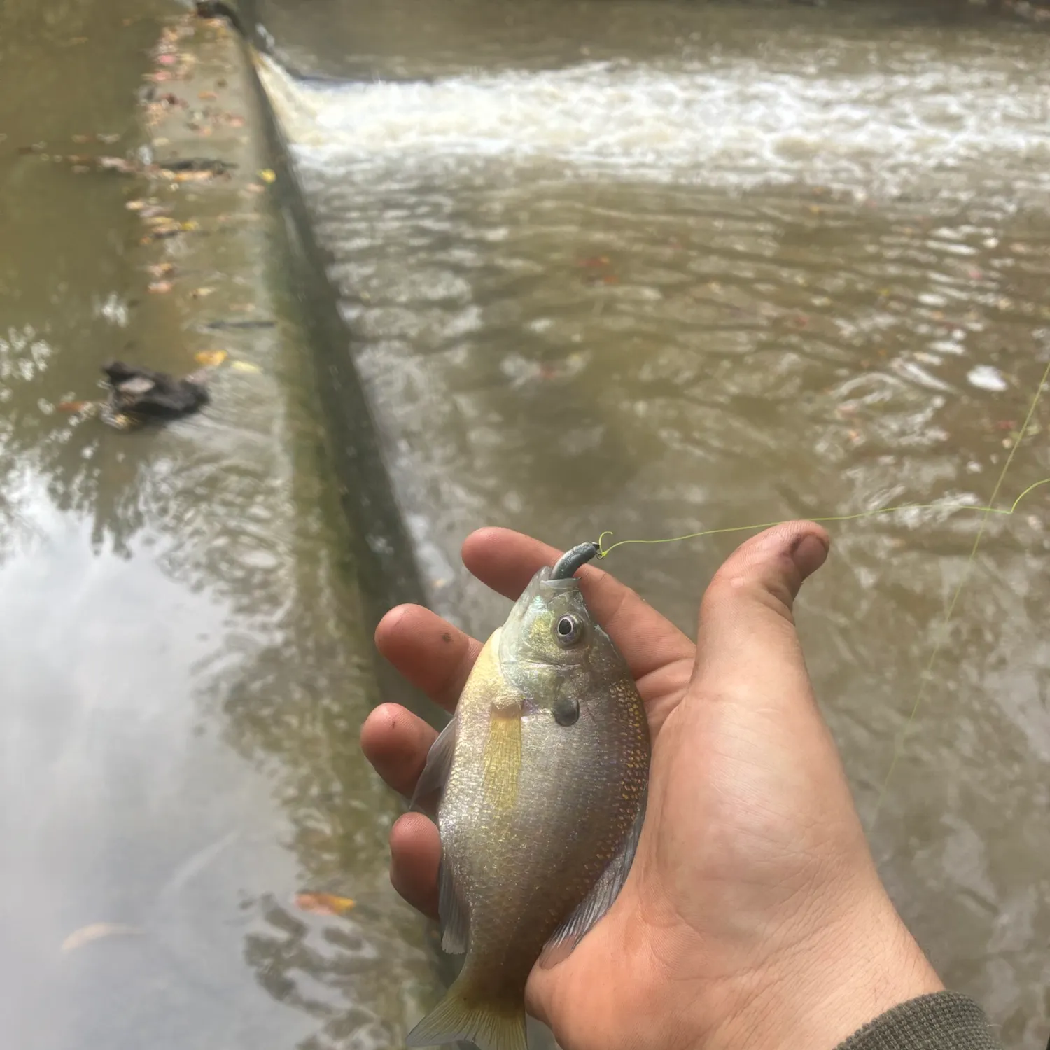 Bluegill caught on Fishbrain