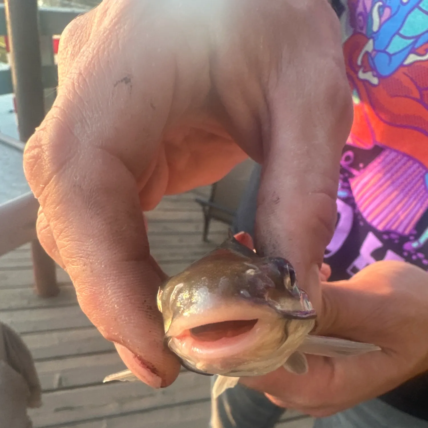 Channel catfish caught on Fishbrain