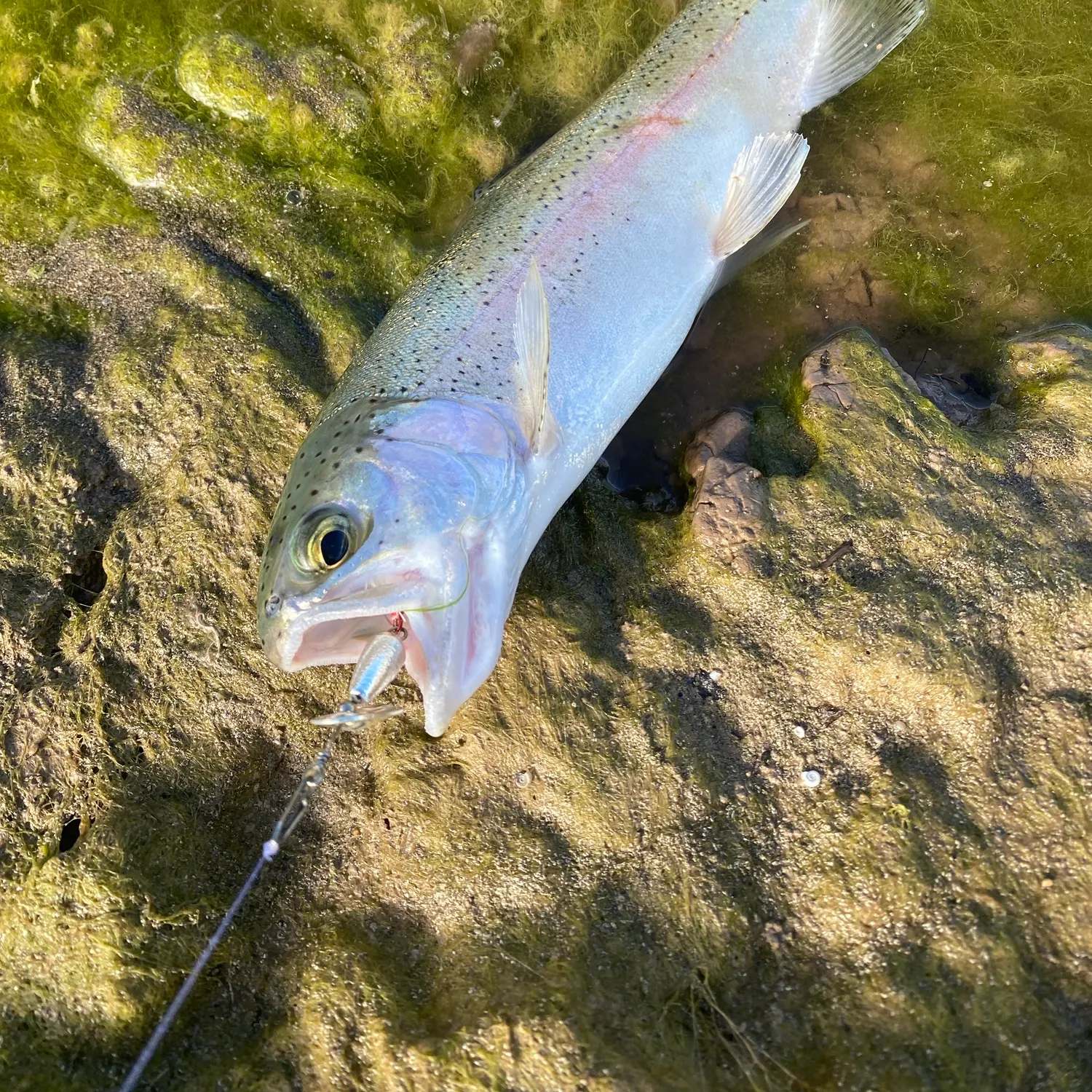 Rainbow trout caught on Fishbrain
