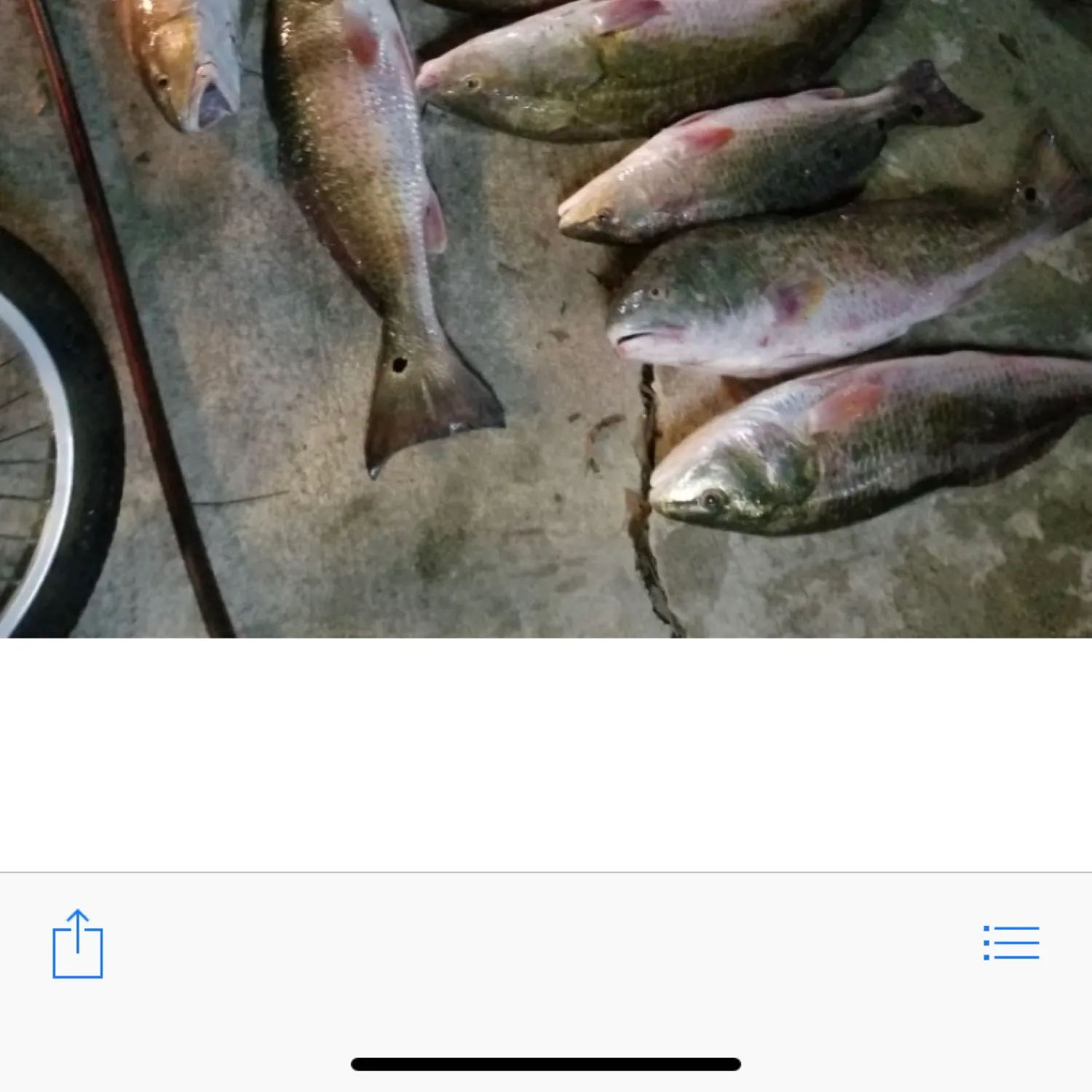 recently logged catches