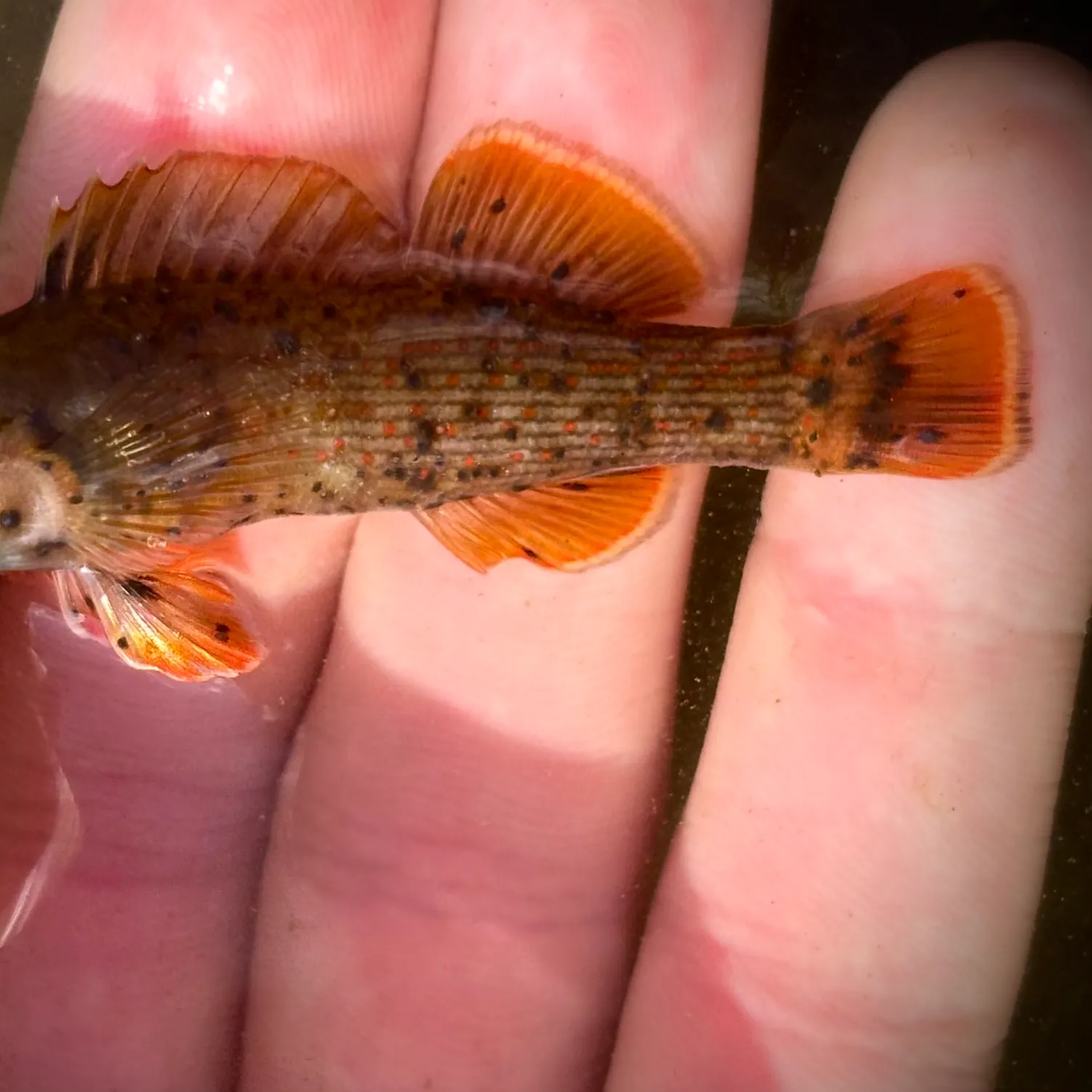 The most recent Bluebreast darter catches on Fishbrain