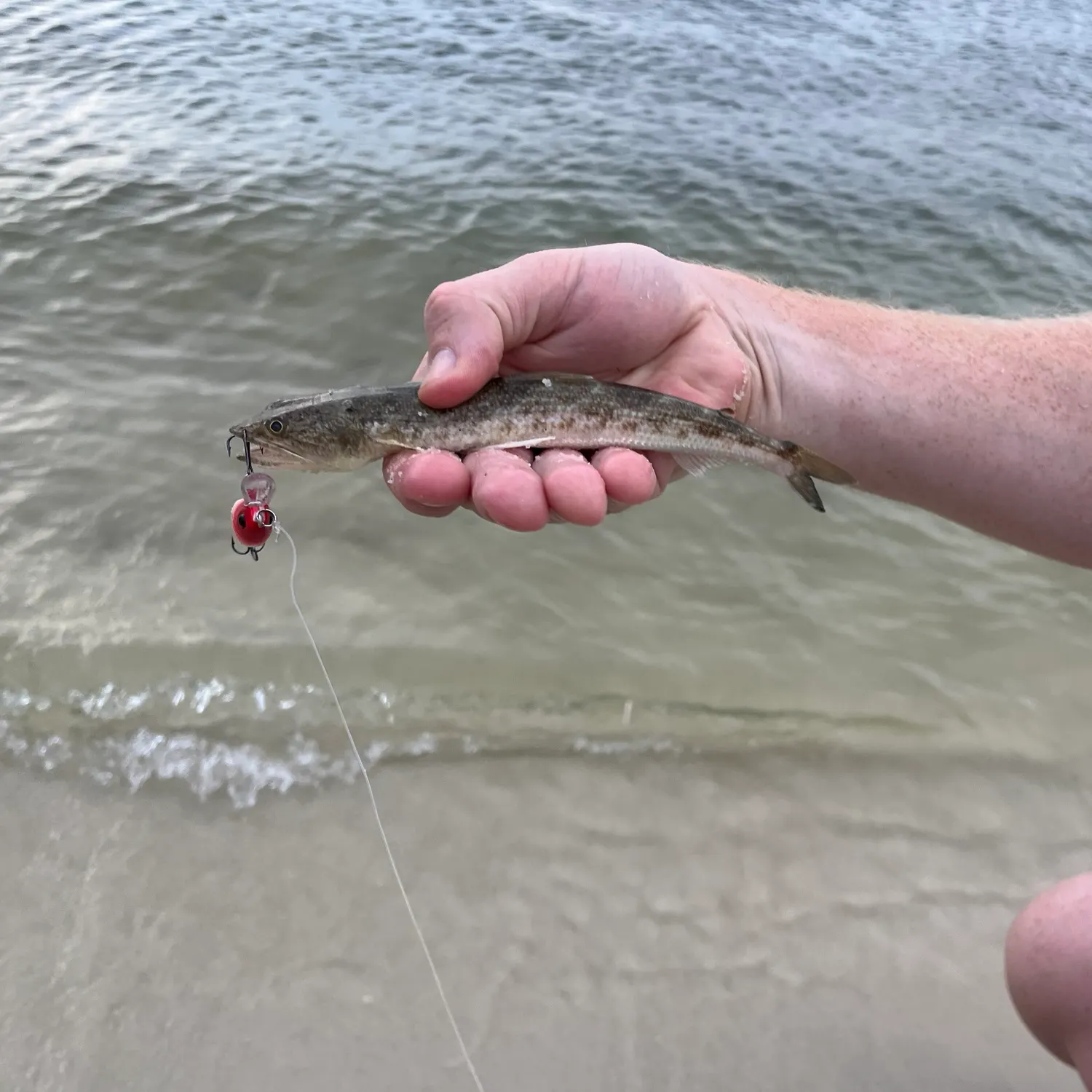 The most recent Inshore lizardfish catches on Fishbrain