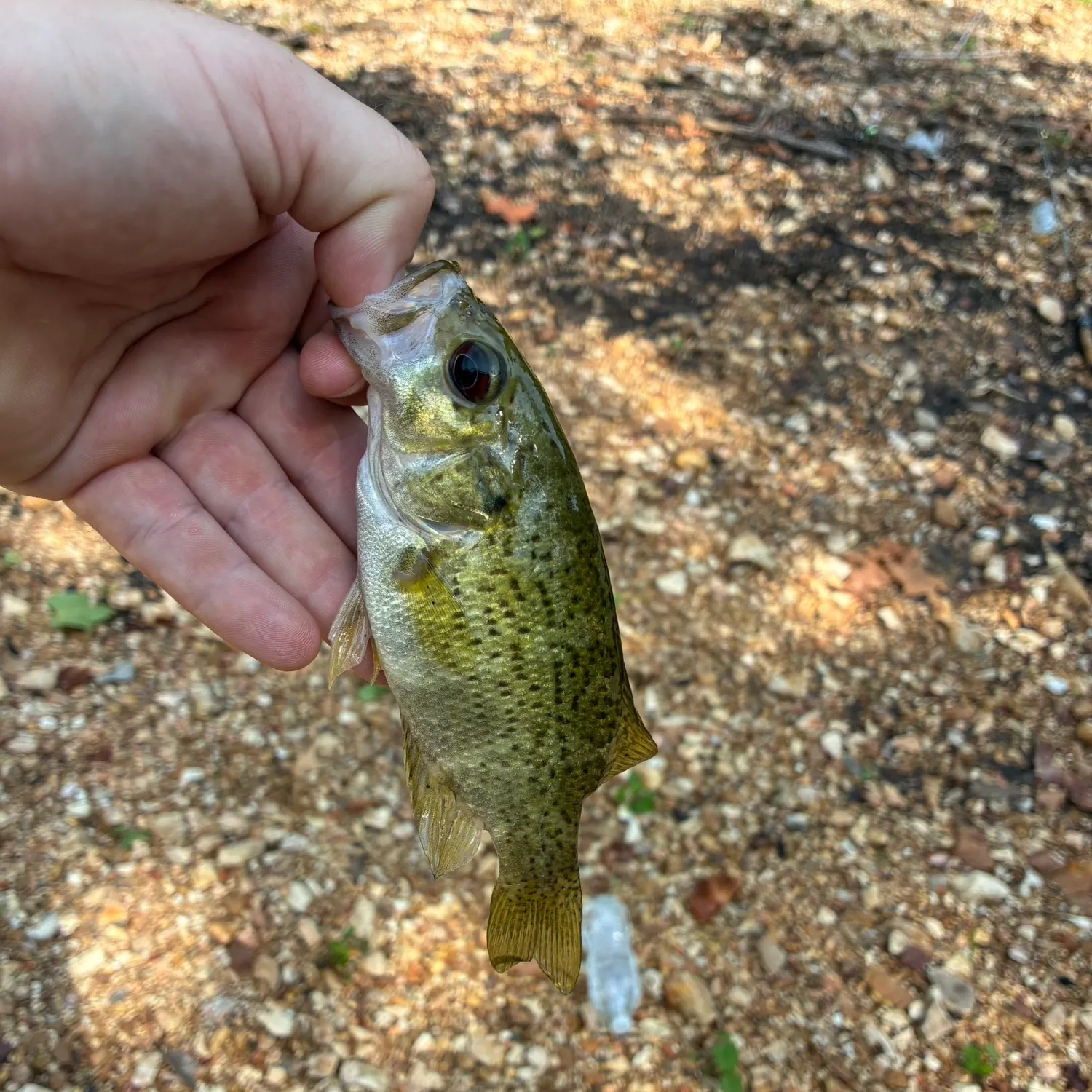 The most recent Ozark bass catches on Fishbrain