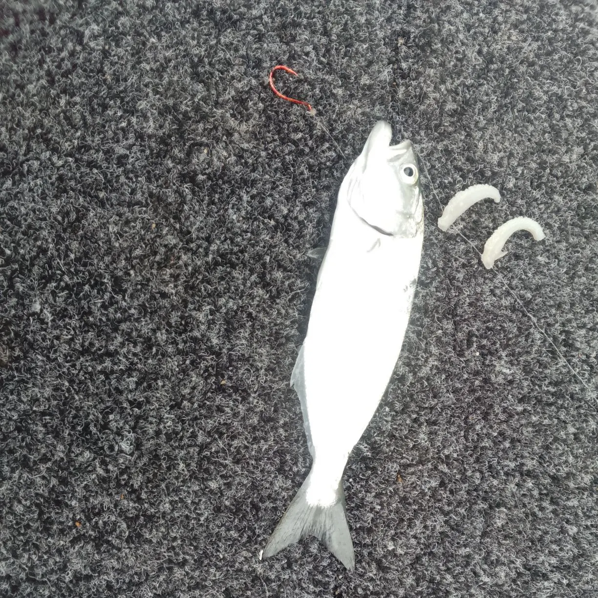 The most recent Bluefish catches on Fishbrain