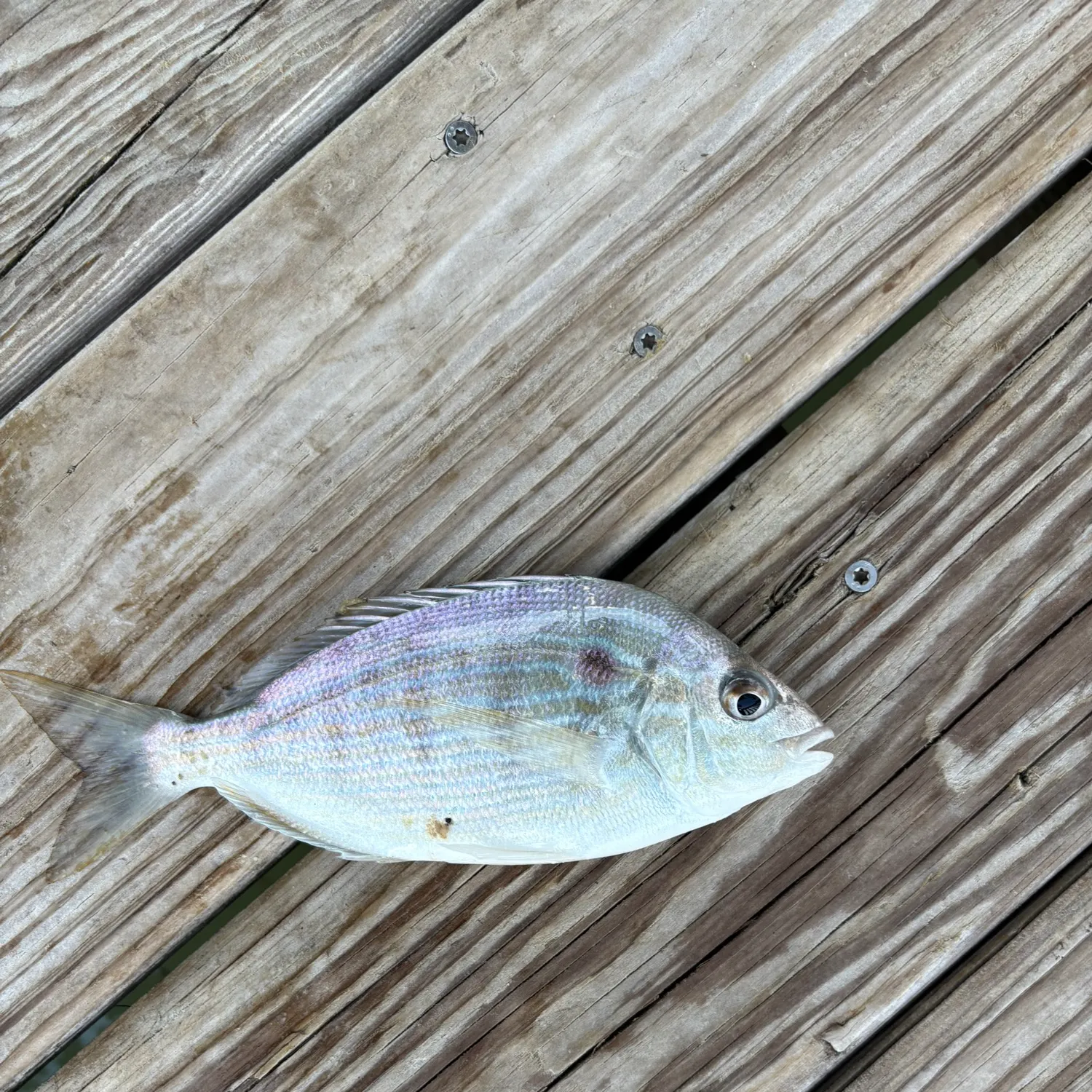 The most recent Pinfish catches on Fishbrain