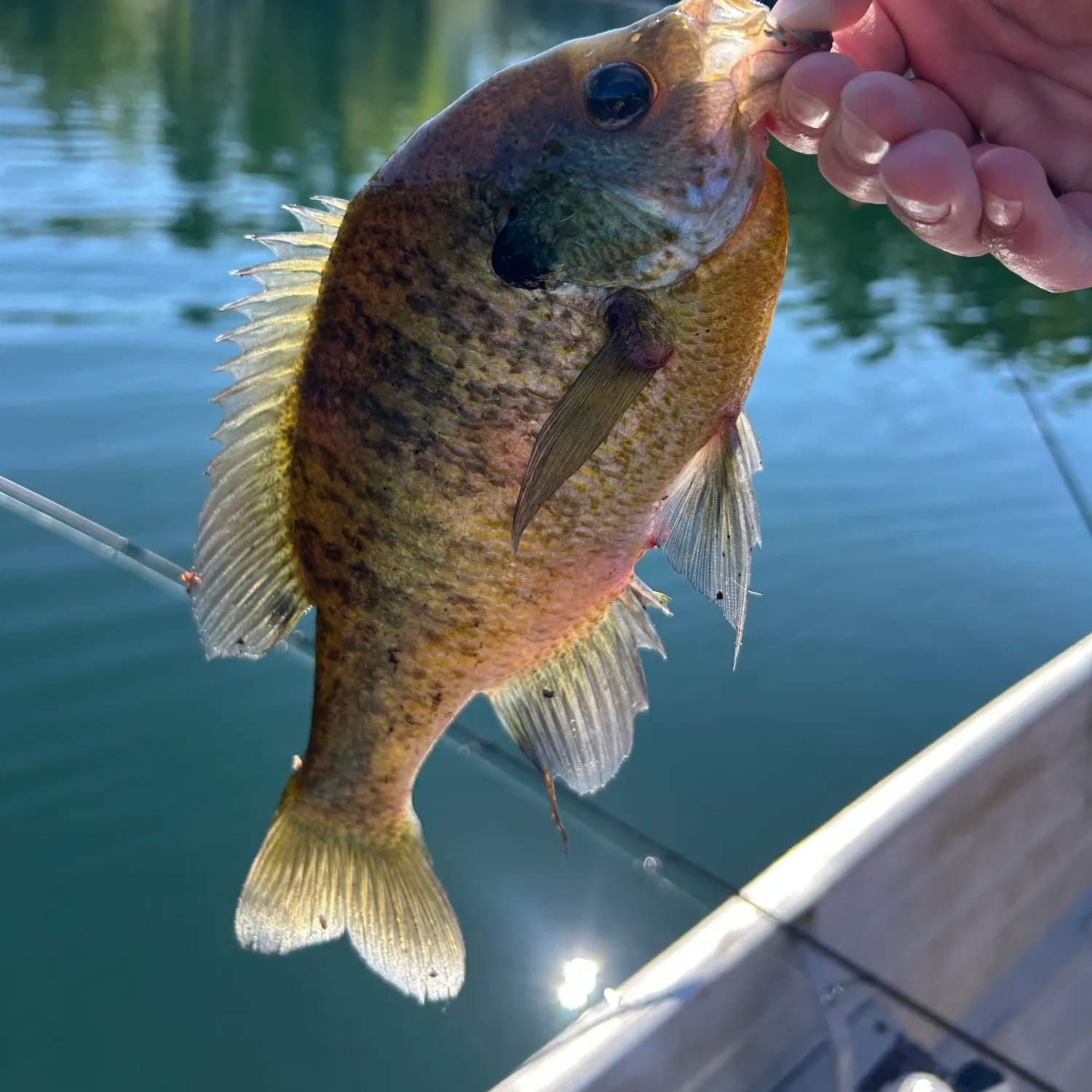 Bluegill caught on Fishbrain