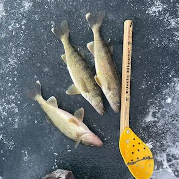 The most recent Walleye catches on Fishbrain