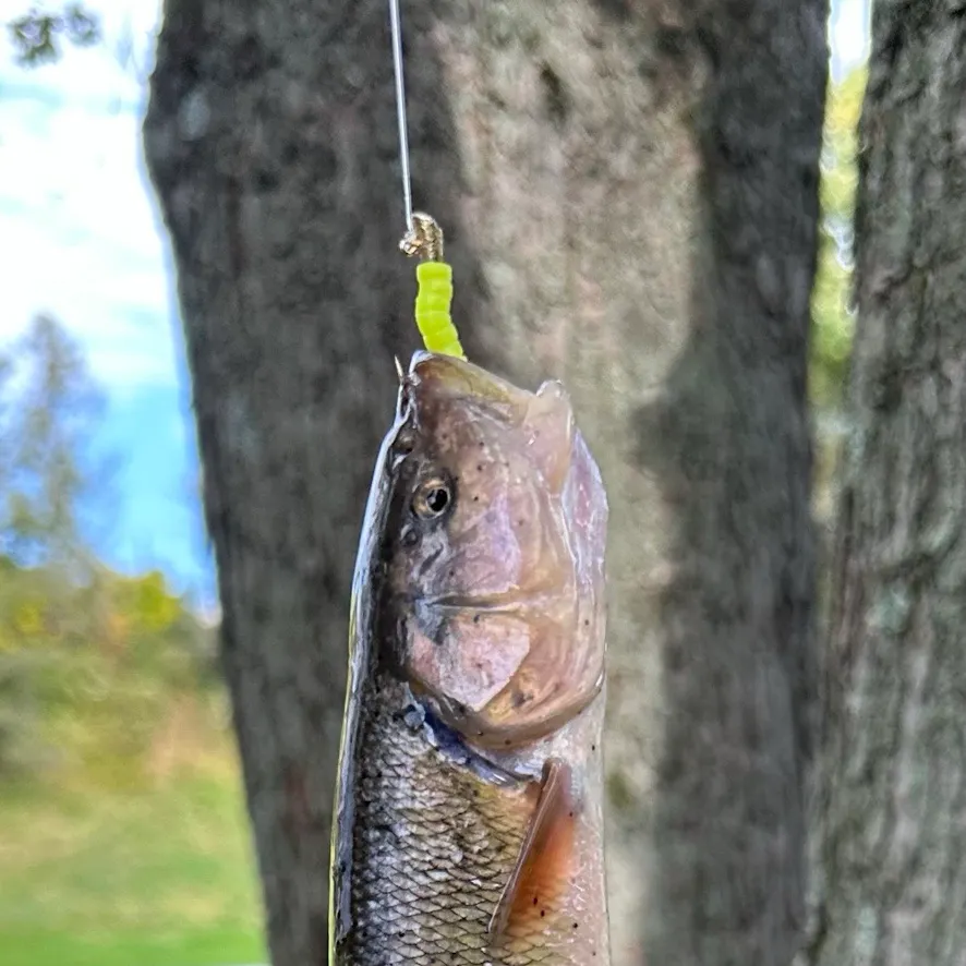 Hornyhead chub caught on Fishbrain