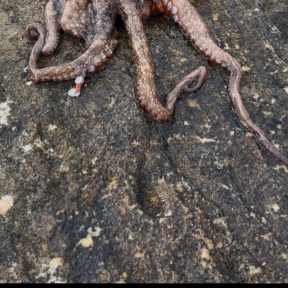 Fish caught on Fishbrain