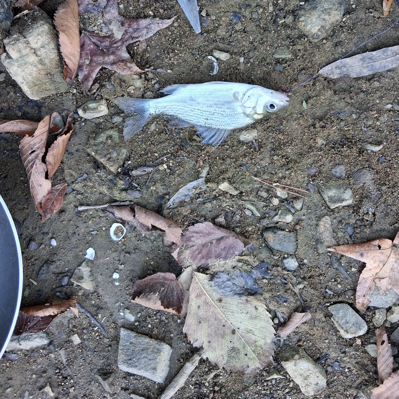White bass caught on Fishbrain