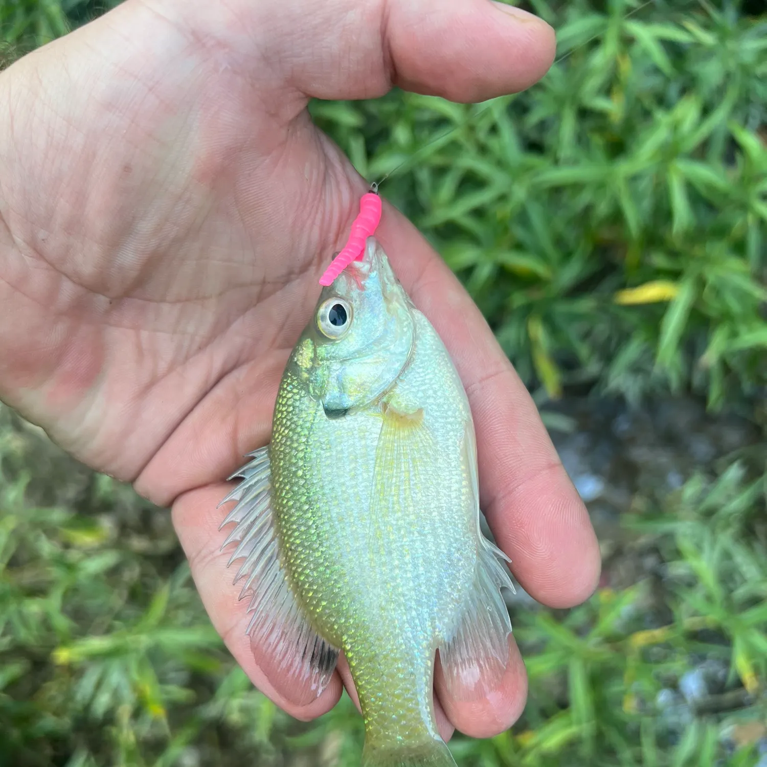 Bluegill caught on Fishbrain