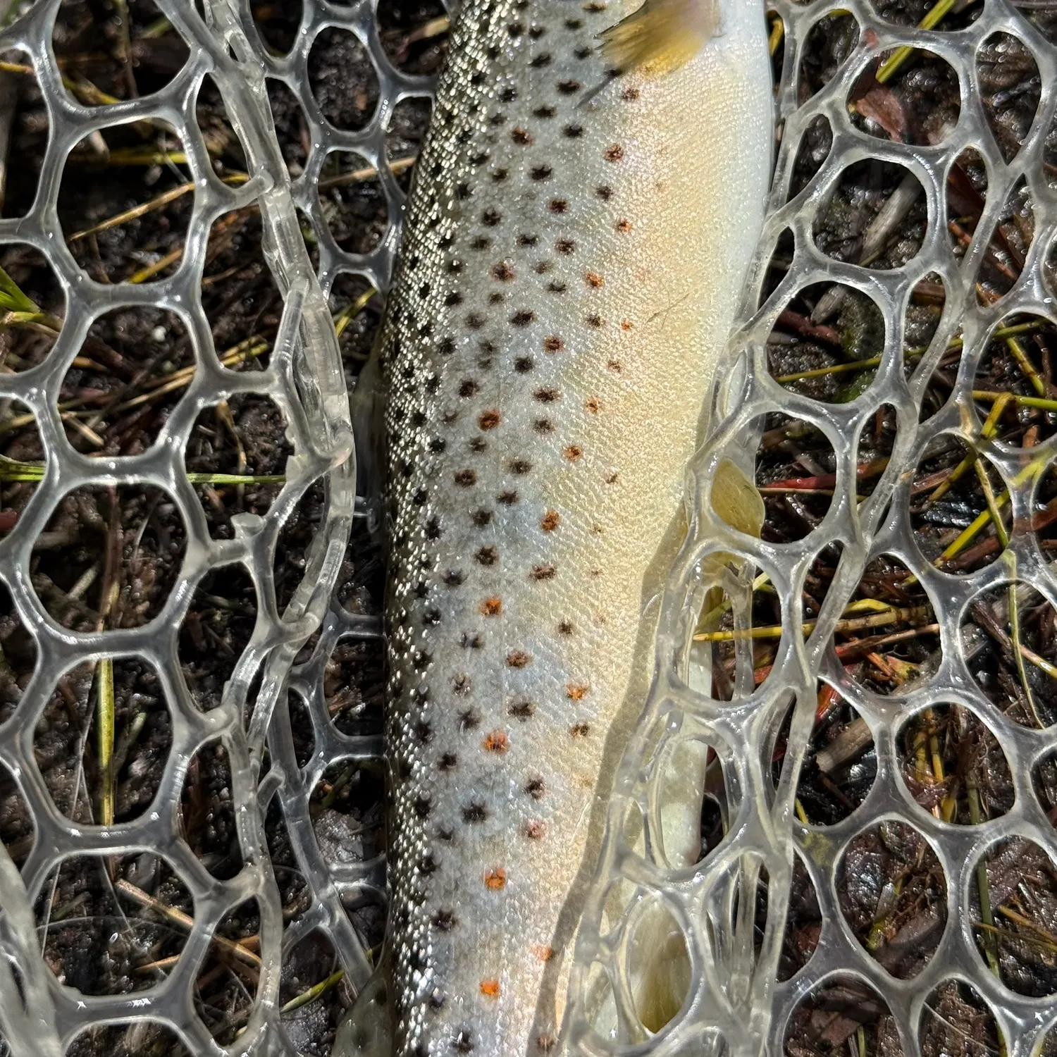 angler catch