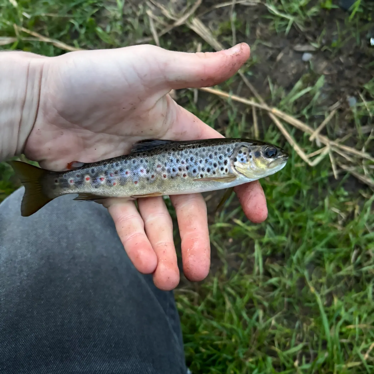 Brown trout caught on Fishbrain