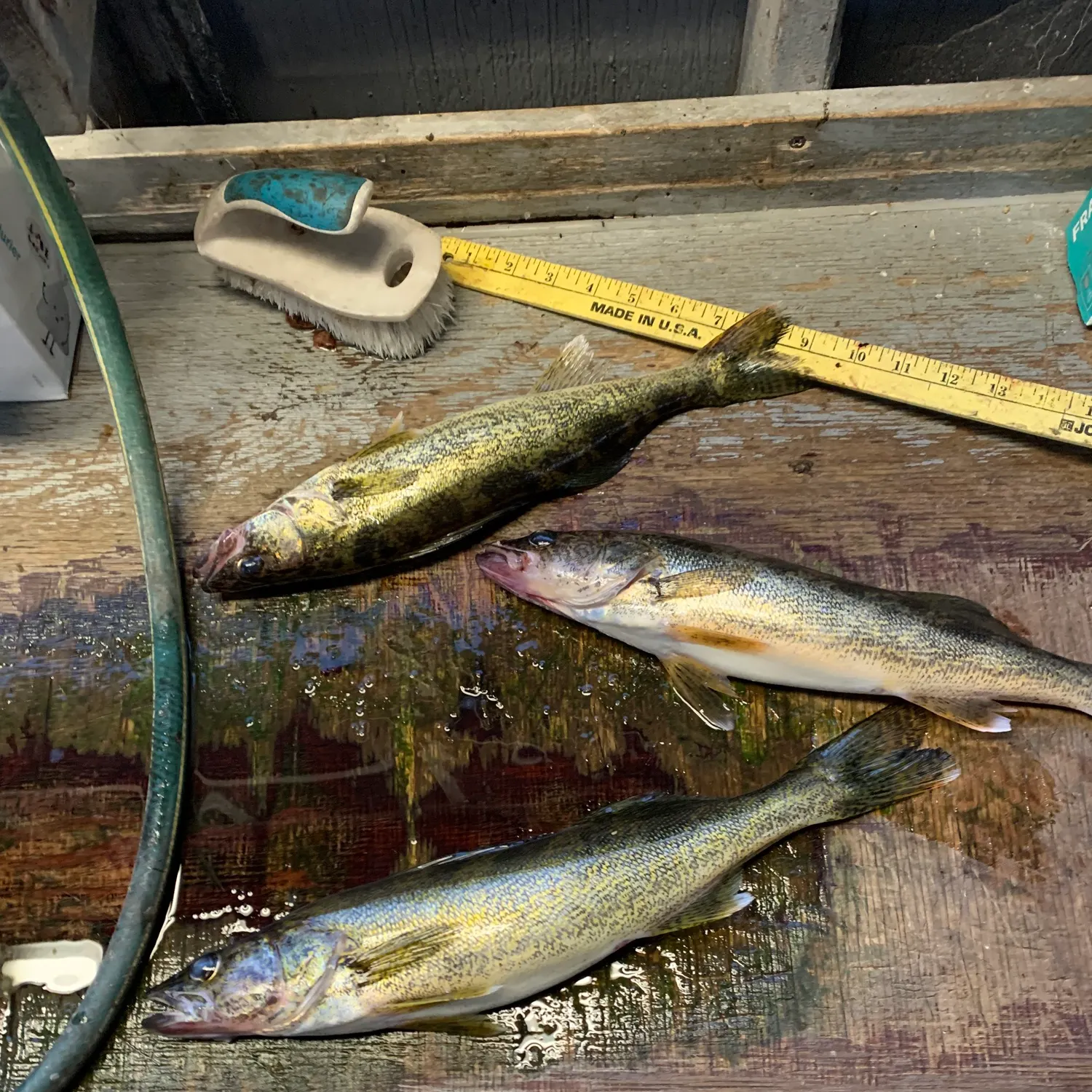 recently logged catches