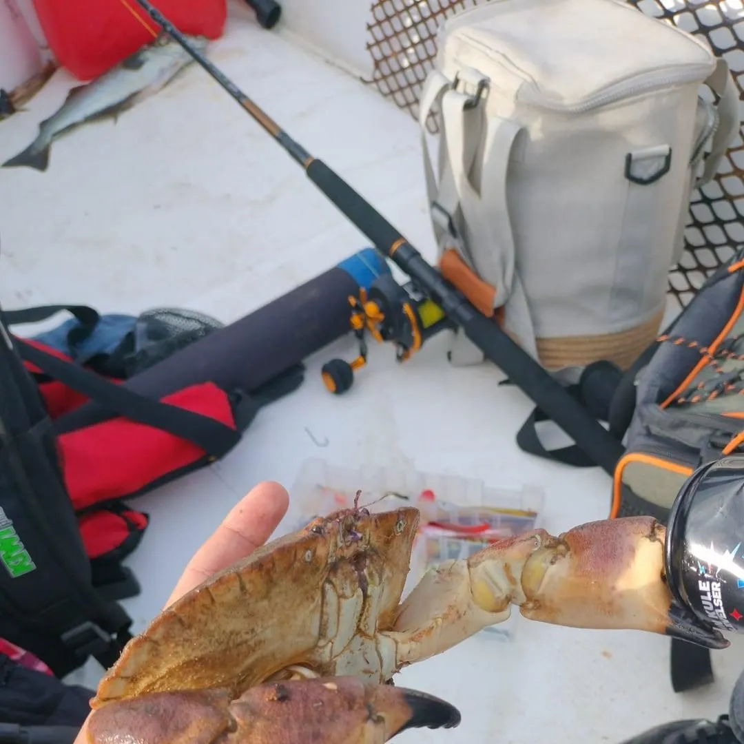 The most recent Atlantic rock crab catches on Fishbrain