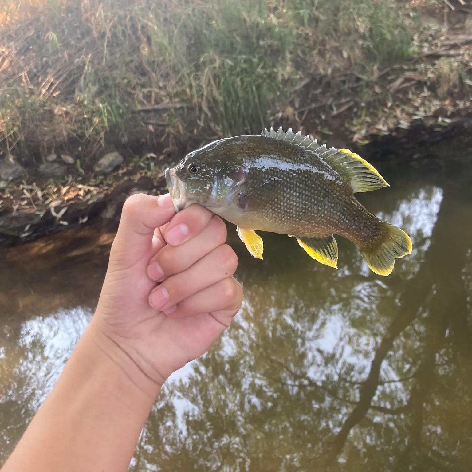 The most recent Green sunfish catches on Fishbrain