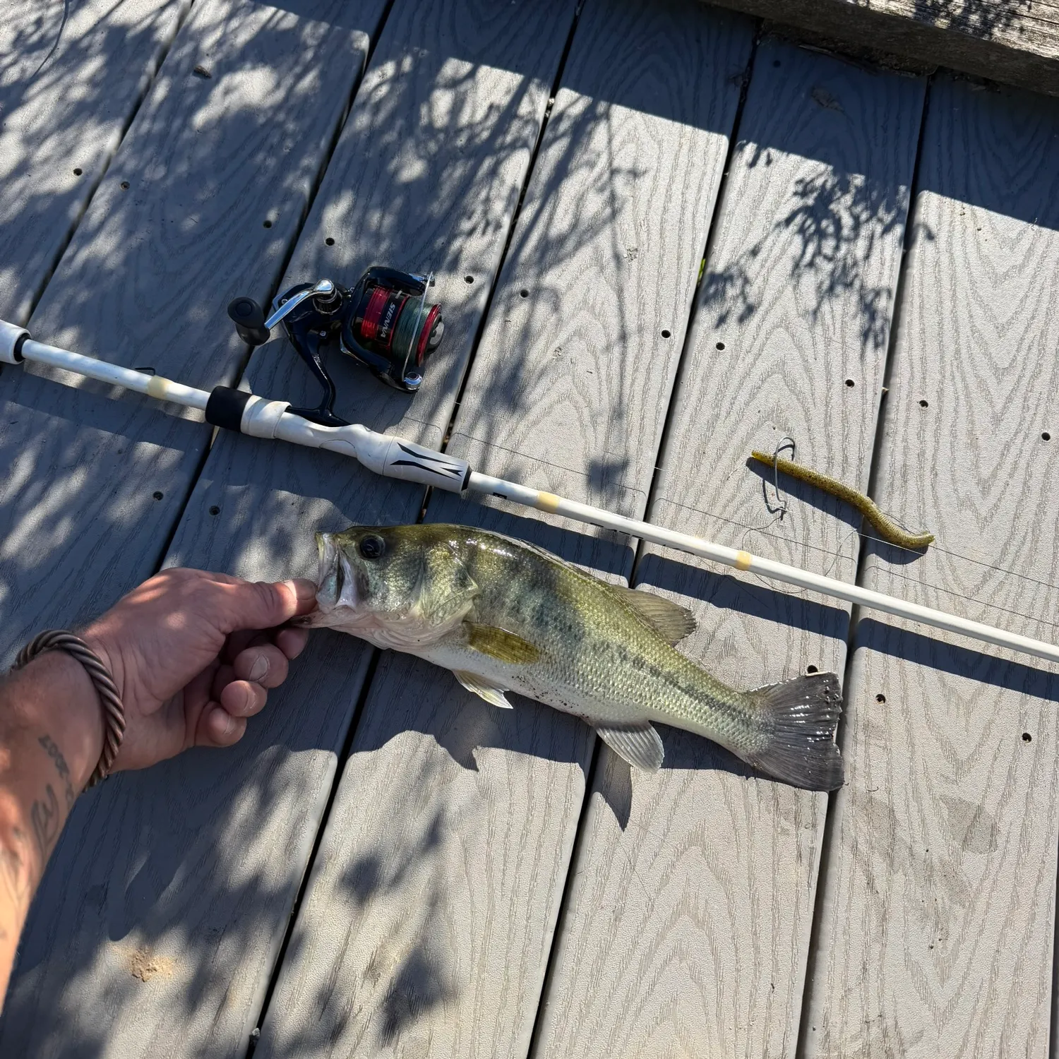 Largemouth bass caught on Fishbrain