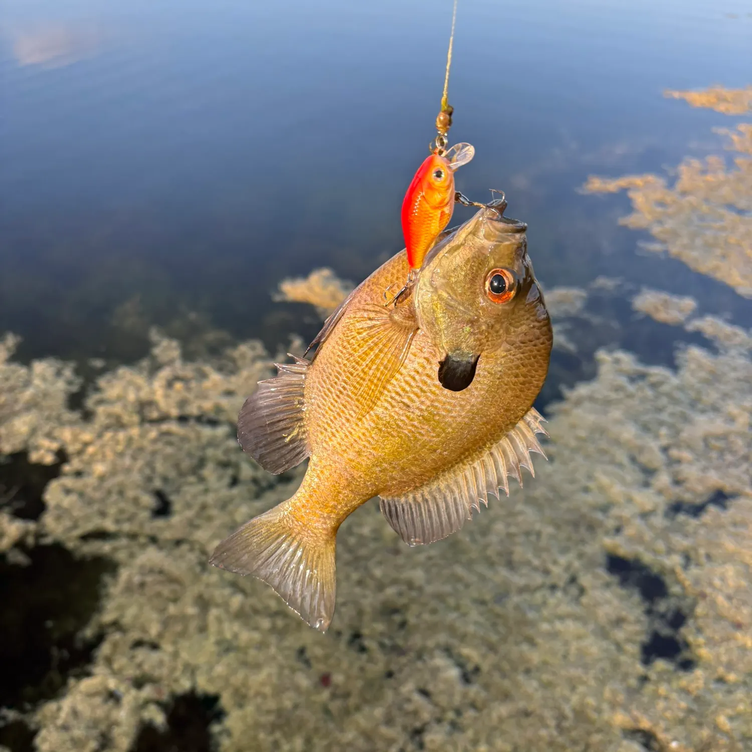 Redbreast sunfish caught on Fishbrain