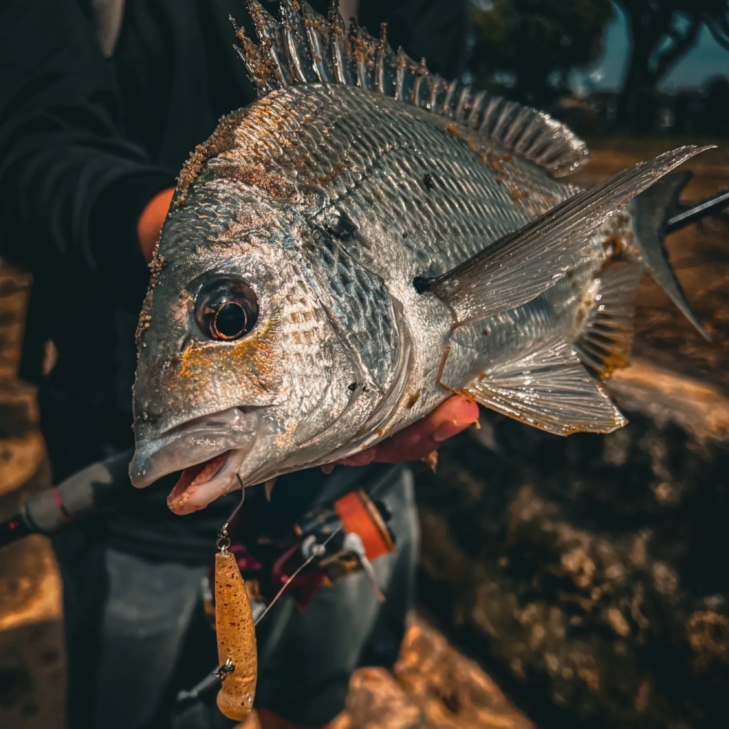 The most popular recent Surf bream catch on Fishbrain