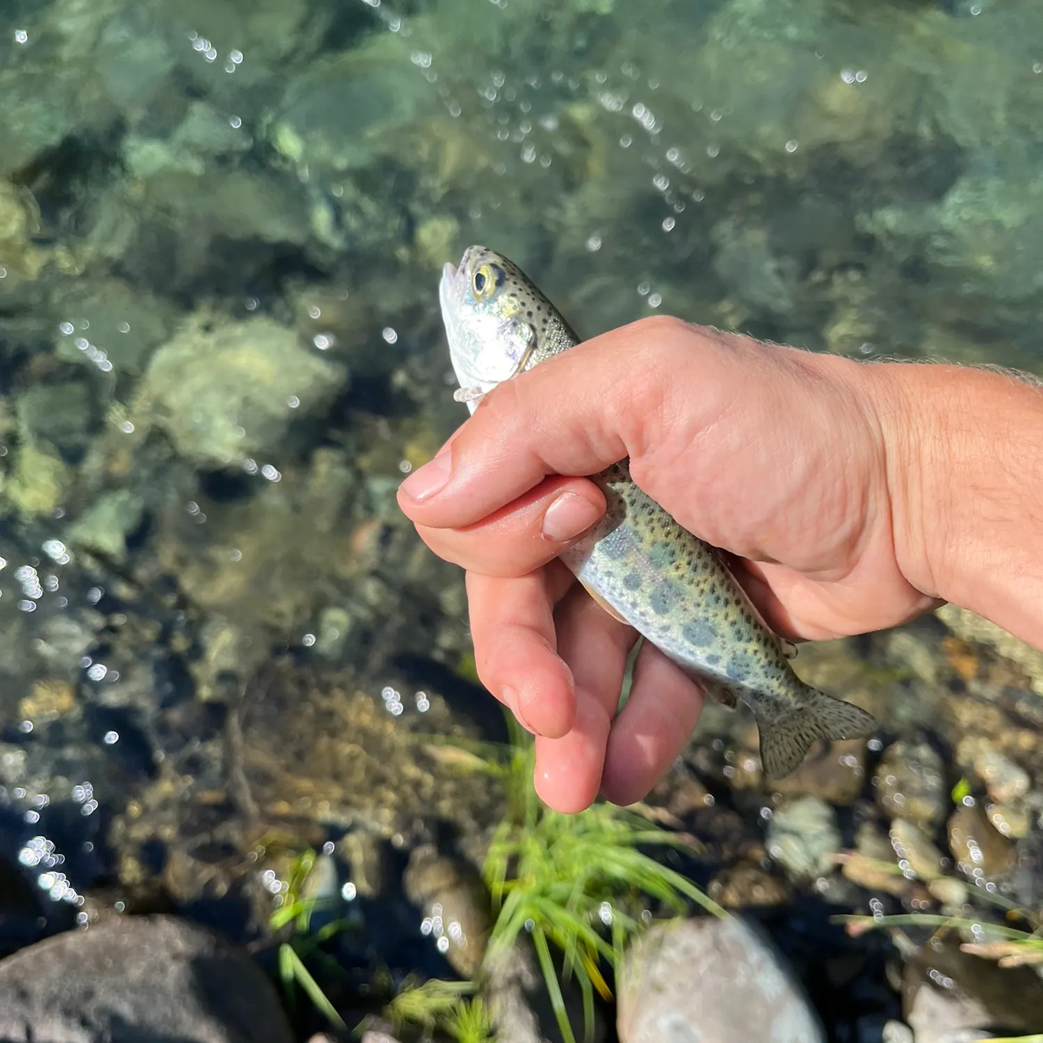 Rainbow trout caught on Fishbrain